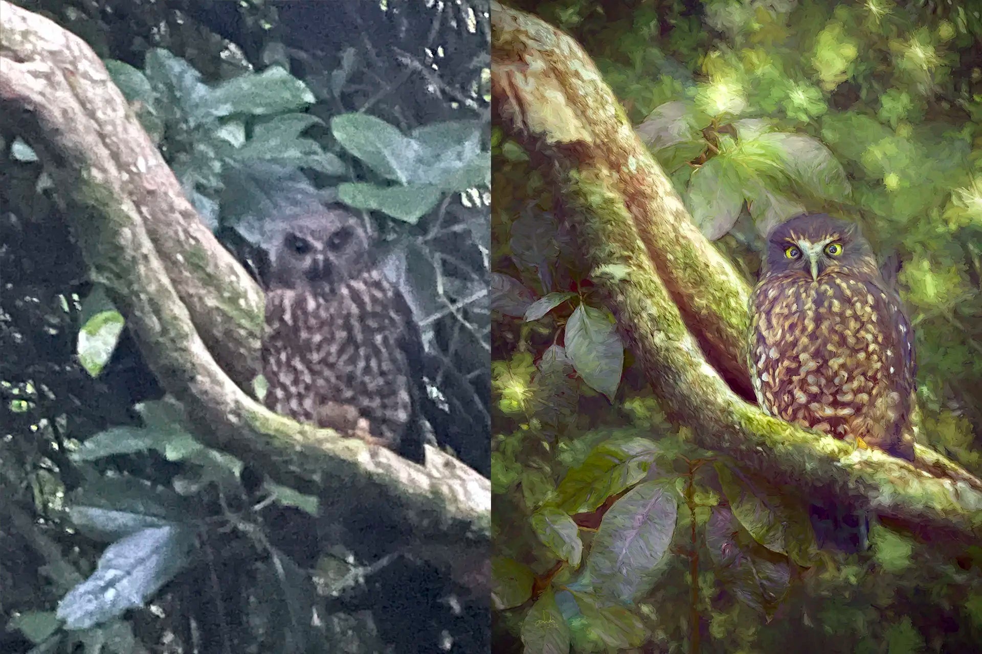 Before and after photo-artistic artwork of a ruru on a branch based on an iPhone photo.