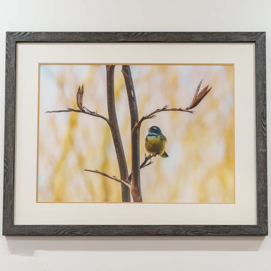 framed photo of a fantail