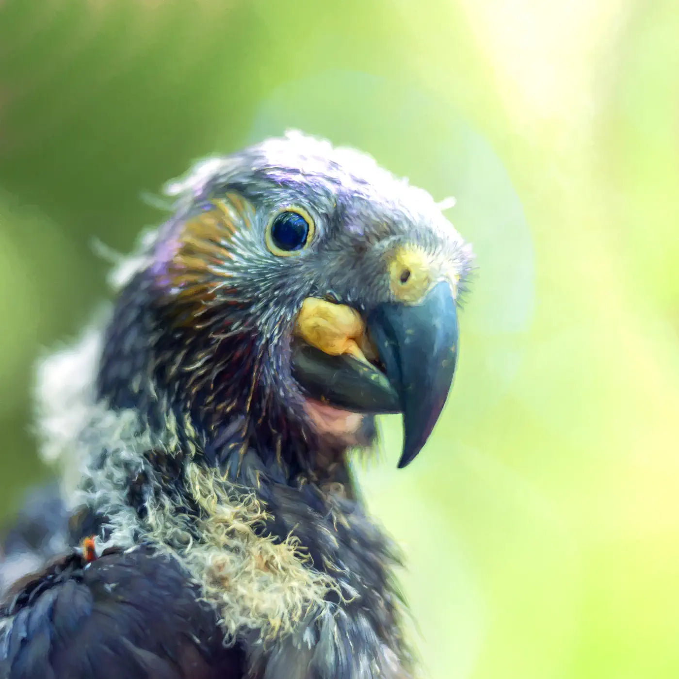 Dorky looking kākā chick