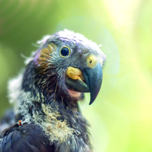 Dorky looking kākā chick