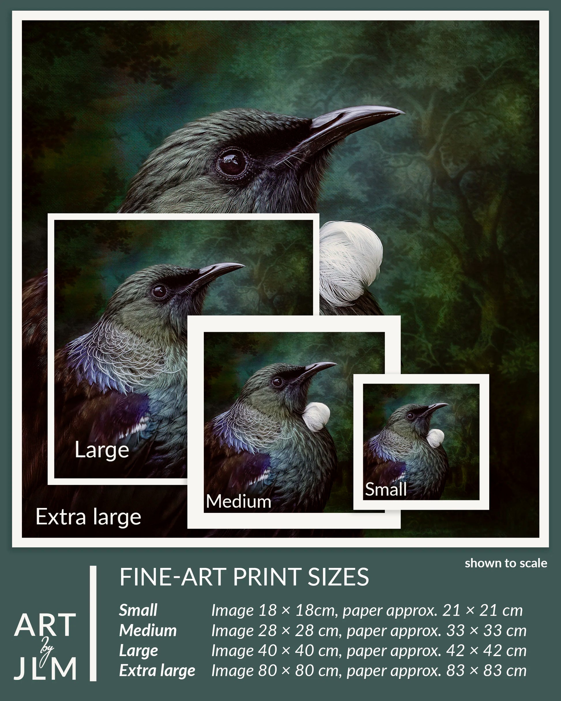 Artistic depiction of a bird with size comparison boxes for fine-art prints.
