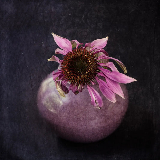 grunged photoart of an echinacea flower in a vase