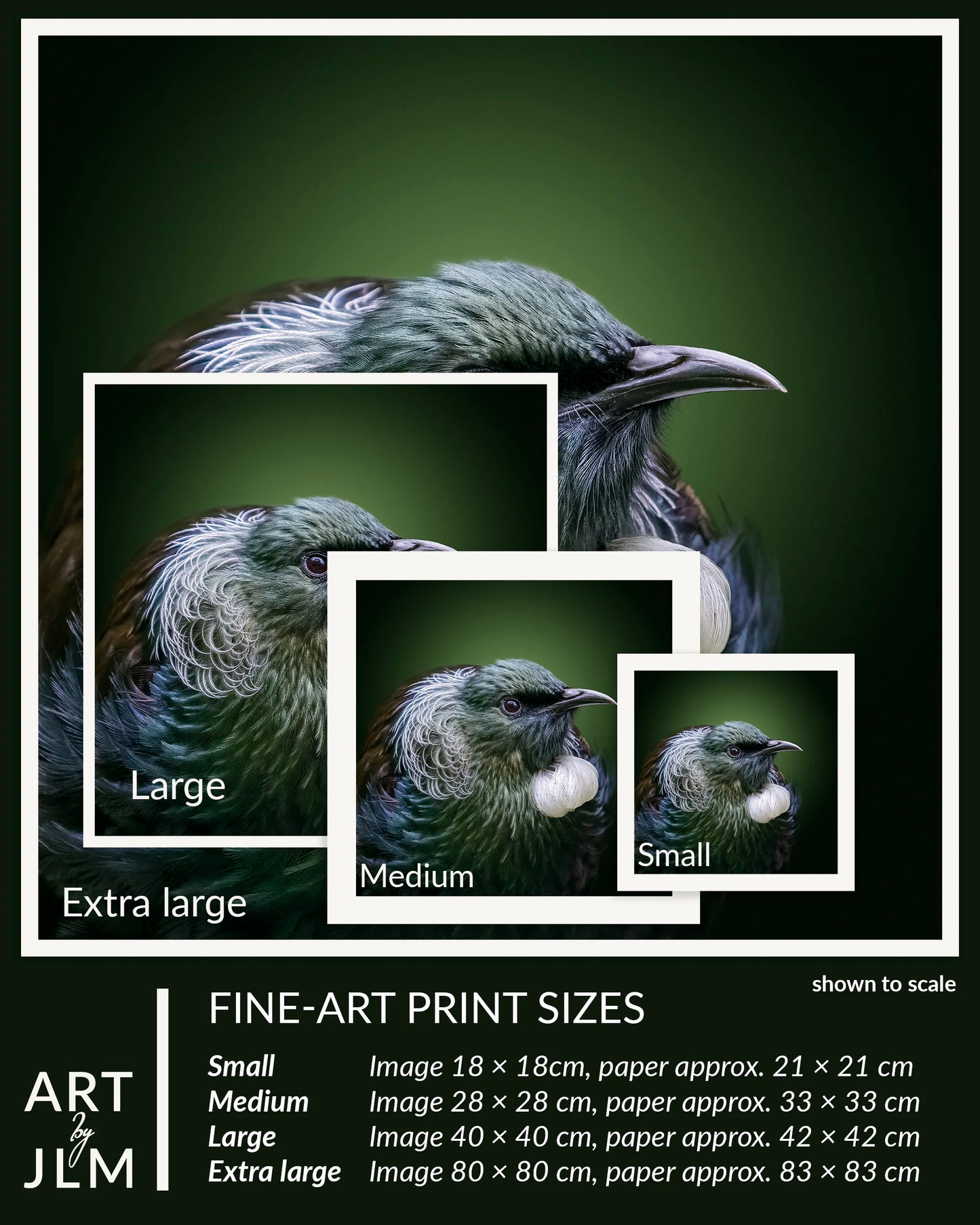 Fine-art print sizes of a bird illustration with scale indicators.