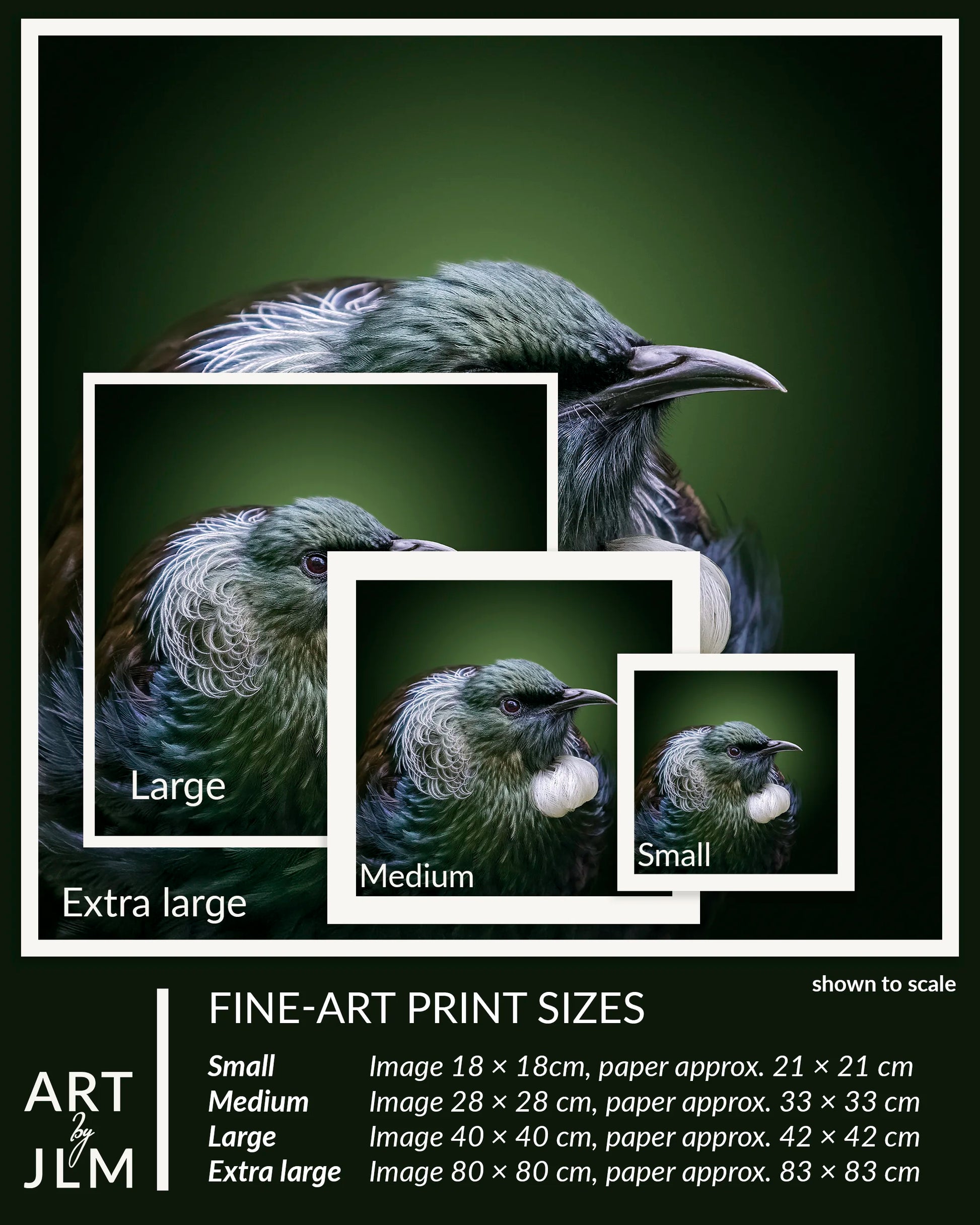 Fine-art print sizes of a bird illustration with scale indicators.