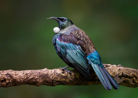 tui bird on a branch