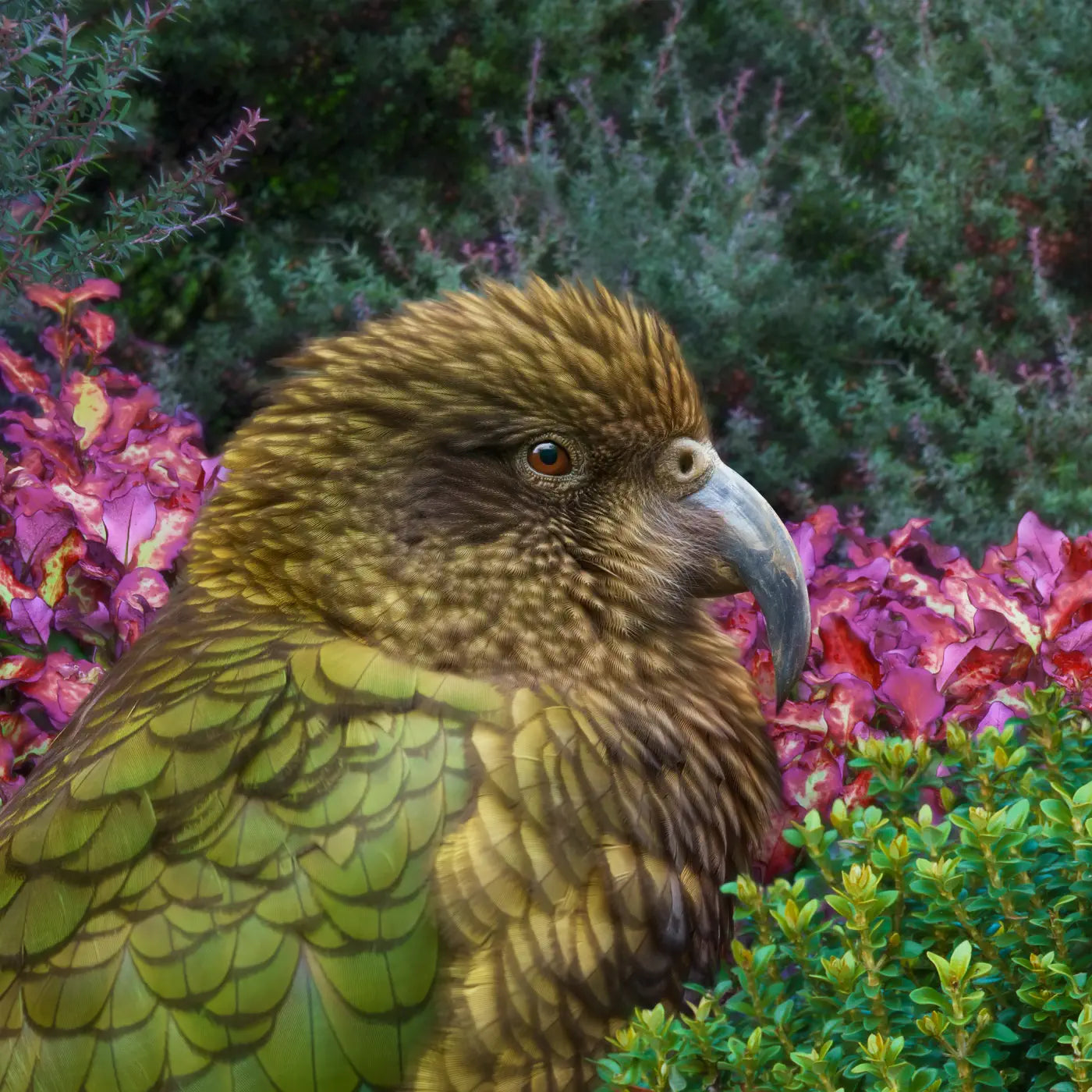 Artwork of a kea amongst foliage