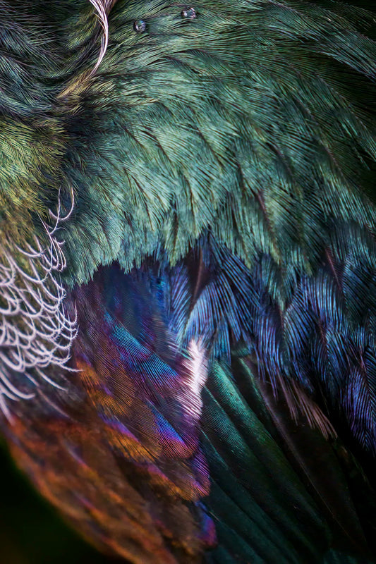 Tūī Feather Detail - photographic print