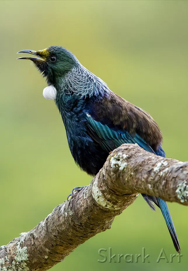 singing tui