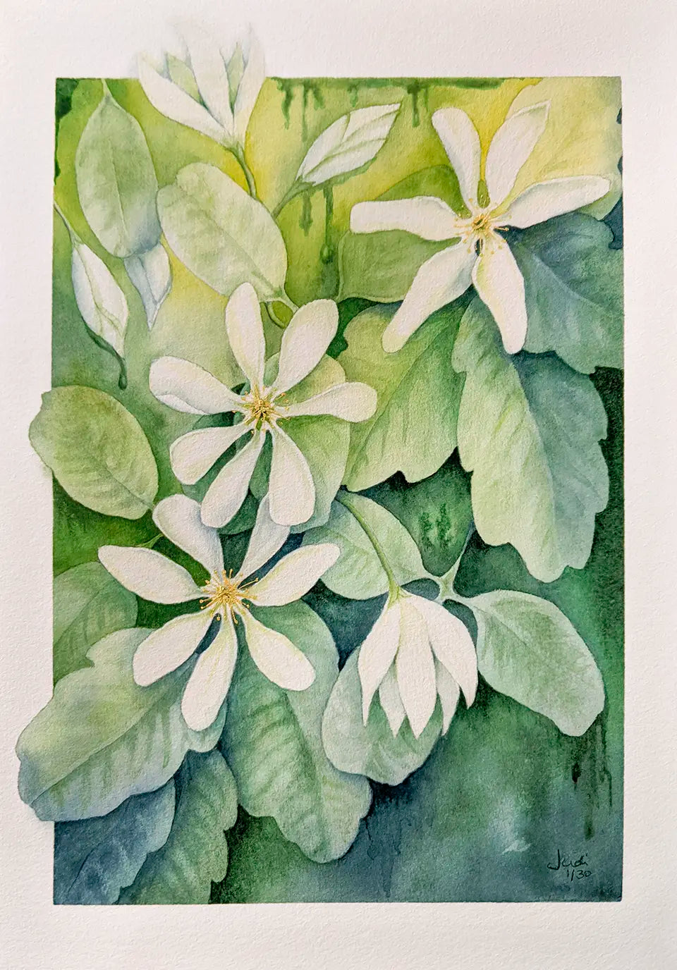 watercolour print of clematis