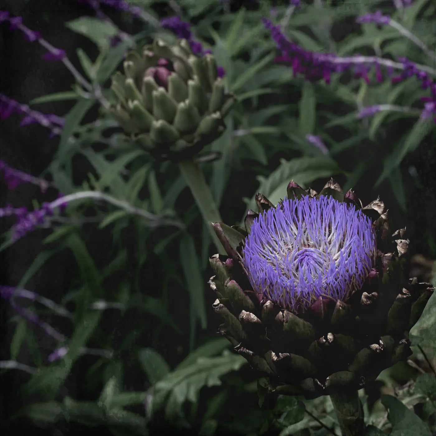 fine-art photo of an artichoke flower