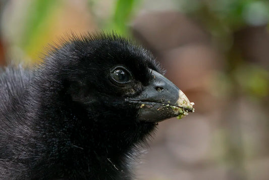 Takahē Chick - photographic print