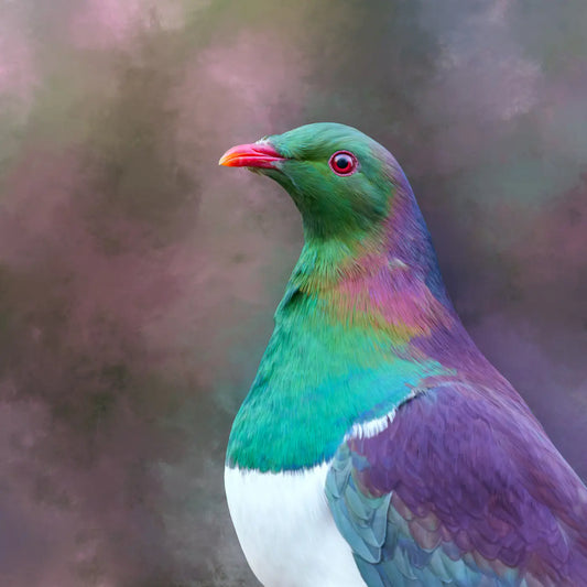 Painting of a kererū pigeon