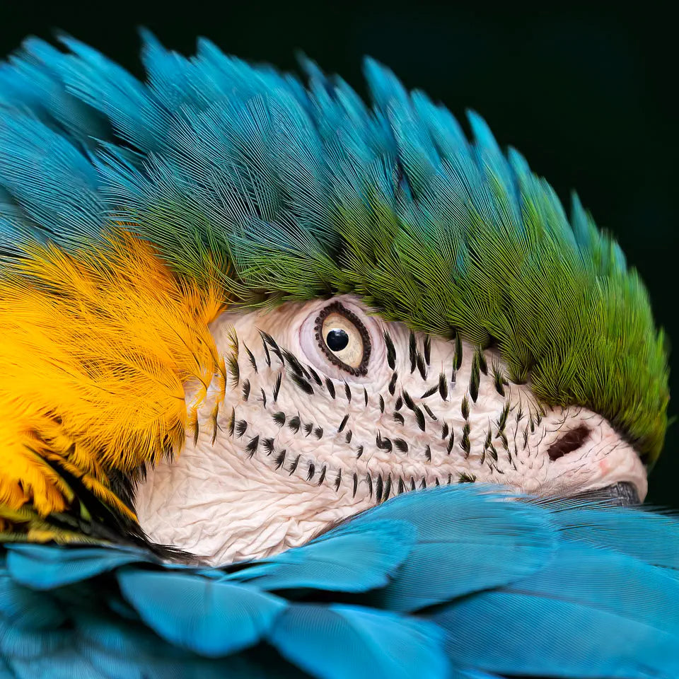 A close-up of the face of a blue and gold macaw