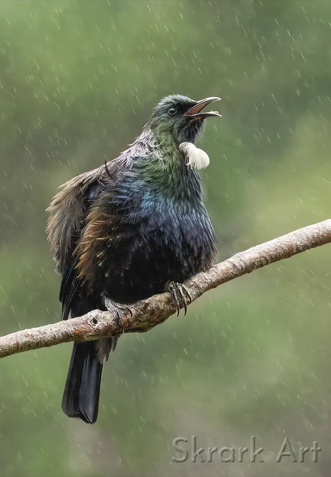 tui singing in the rain