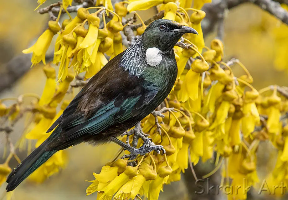 tui in kowhai blossoms