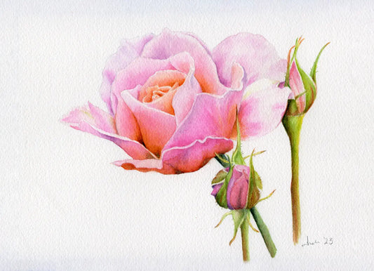 watercolour painting of a pink rose