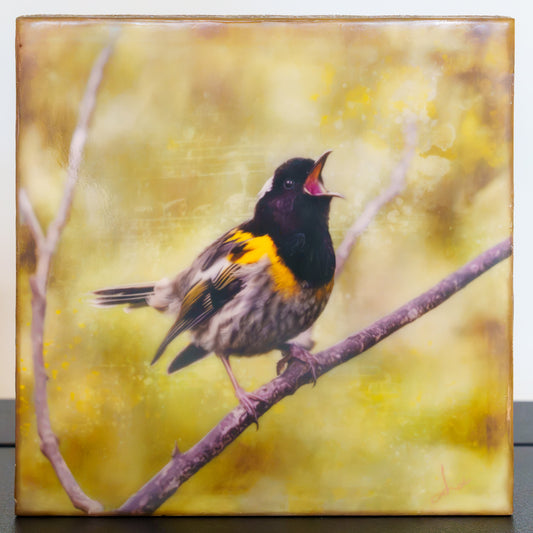 a singing hihi bird print finished with wax encaustic
