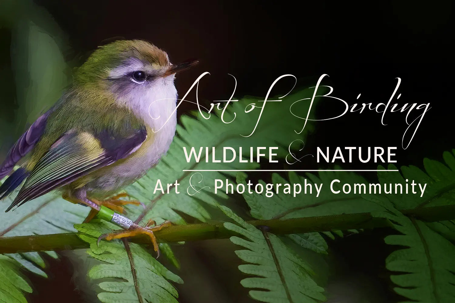 Art of Birding banner
