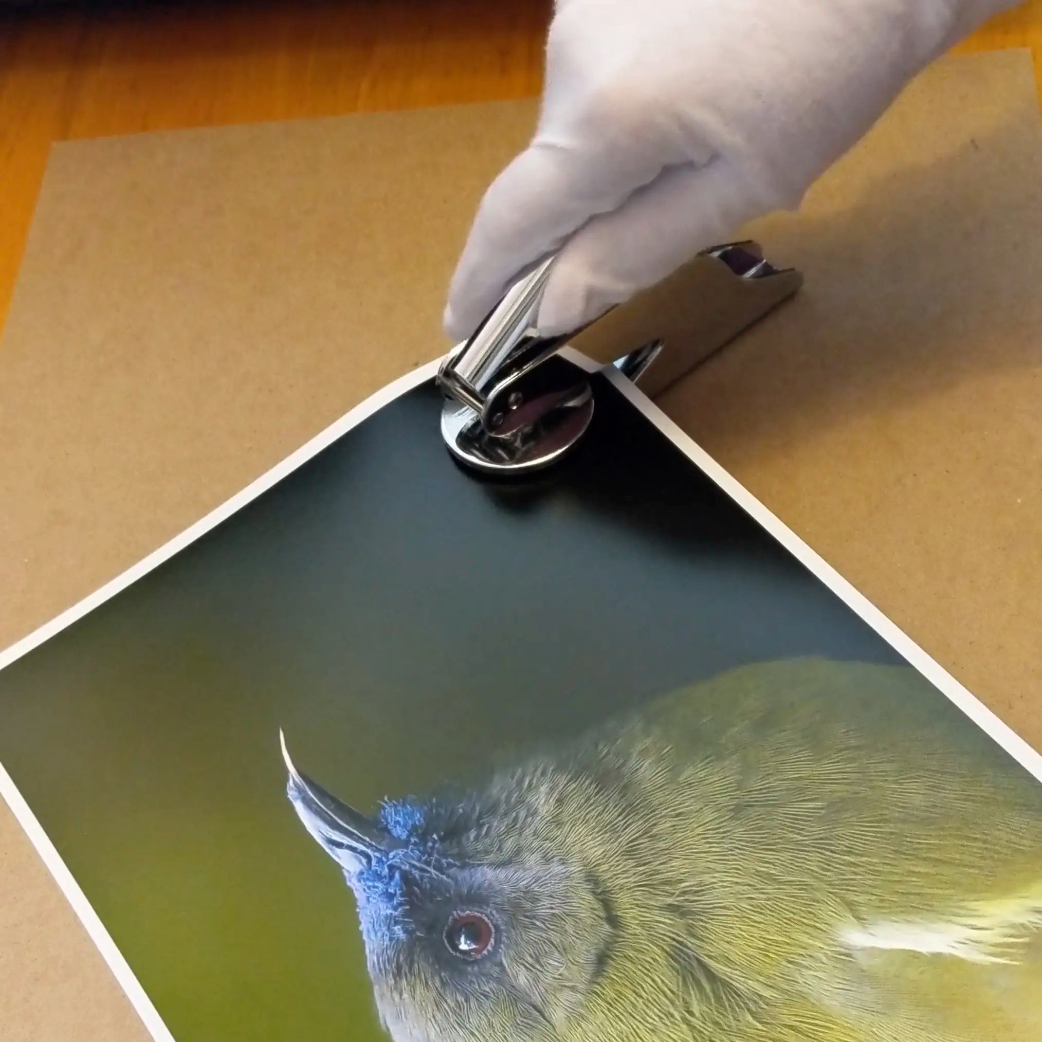 Judi embossing an A4 print of a korimako/bellbird using an embossing tool with gloved hand