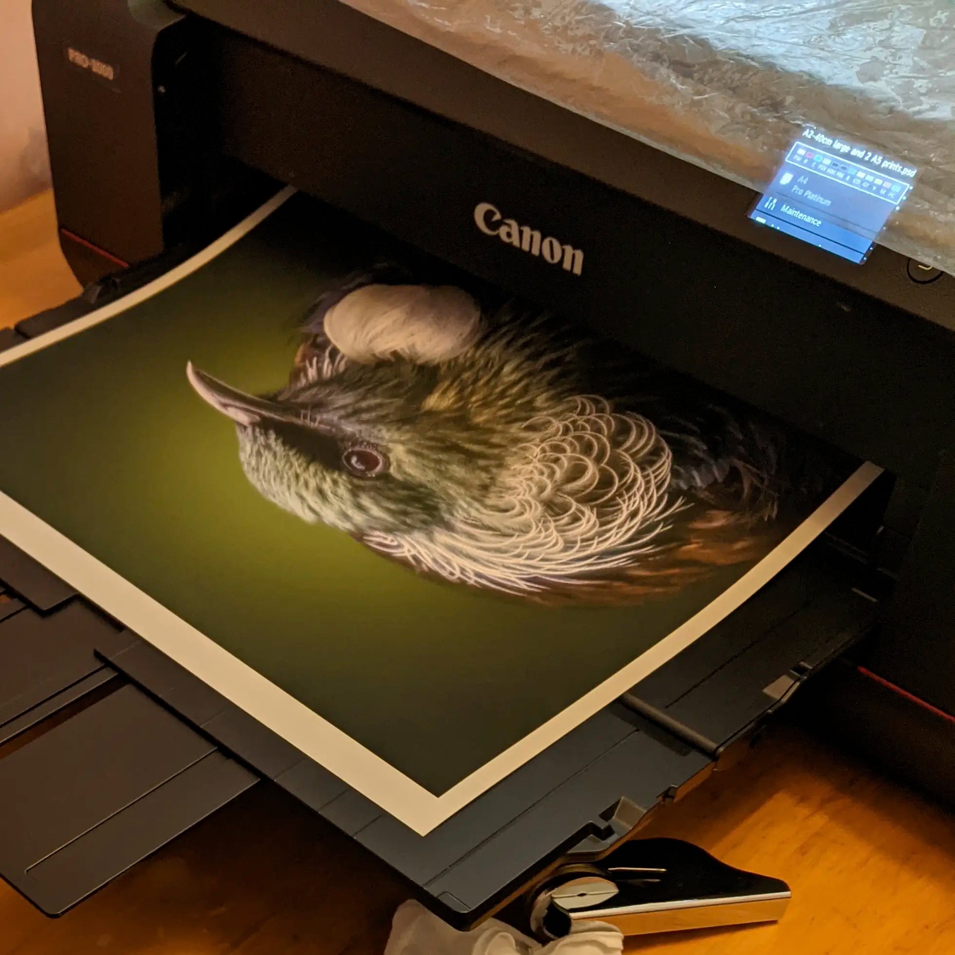 Print of a tui coming out of the printer