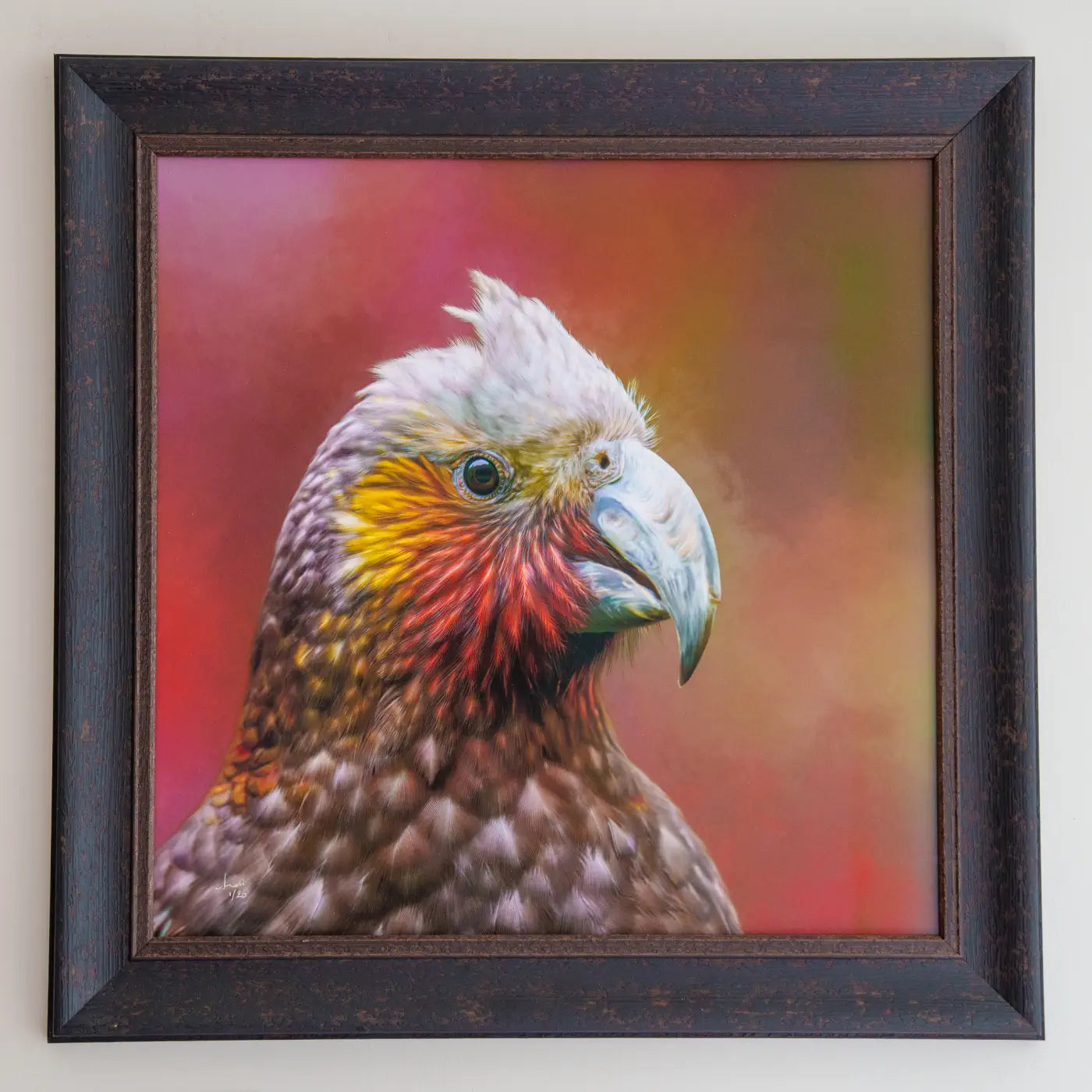 Portrait of a kākā parrot in a rustic frame with UV glass