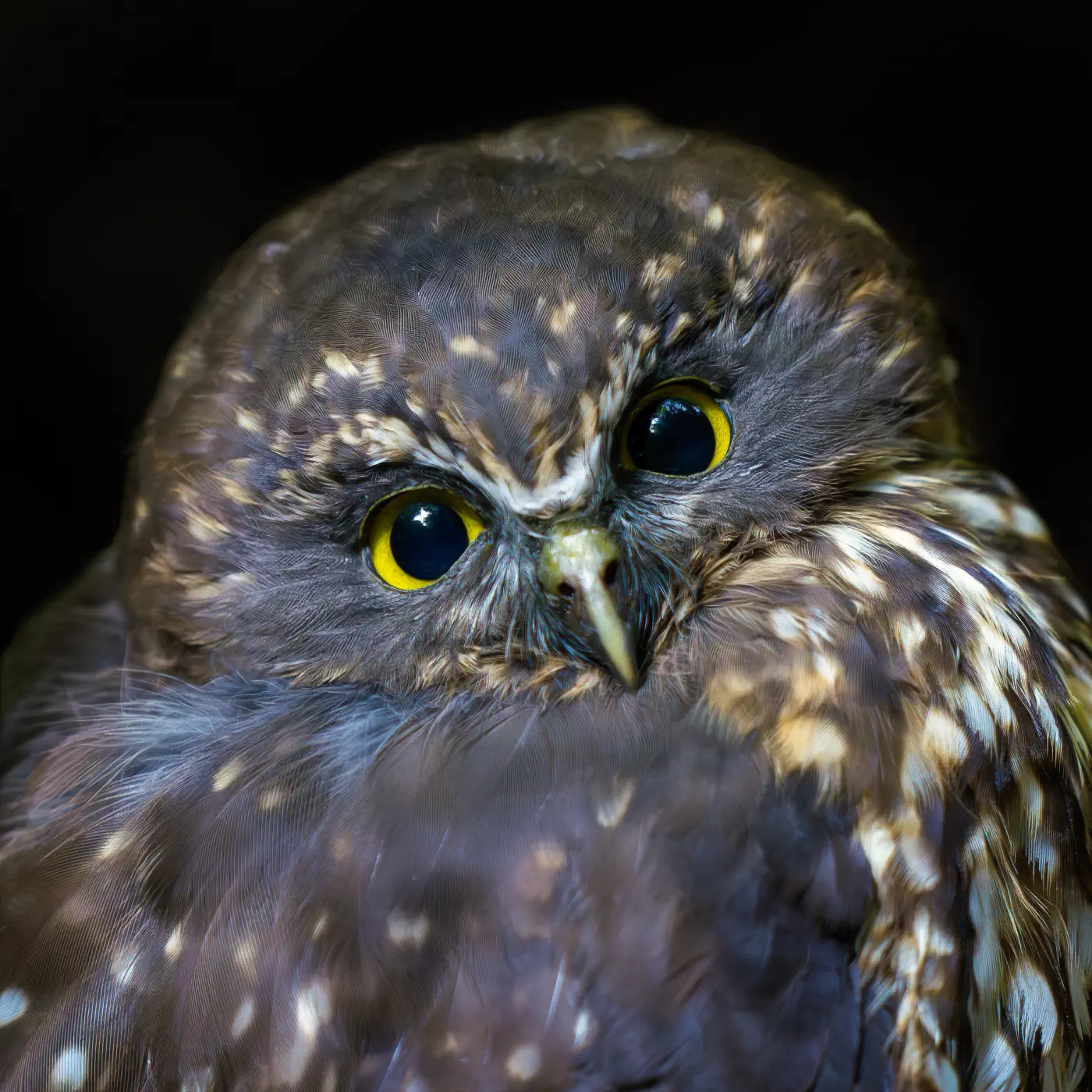 photo of a rurur owl with big yellow eyes