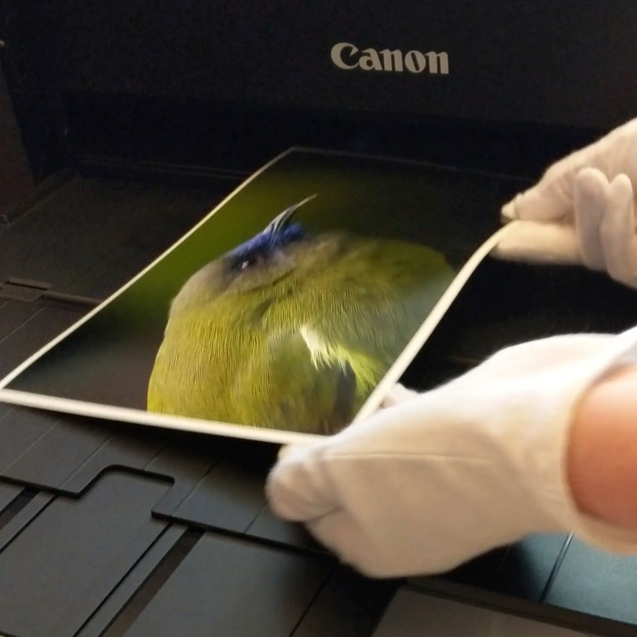 Judi carefully taking an A4 photographic print of a korimako/bellbird off the printer with gloved hands