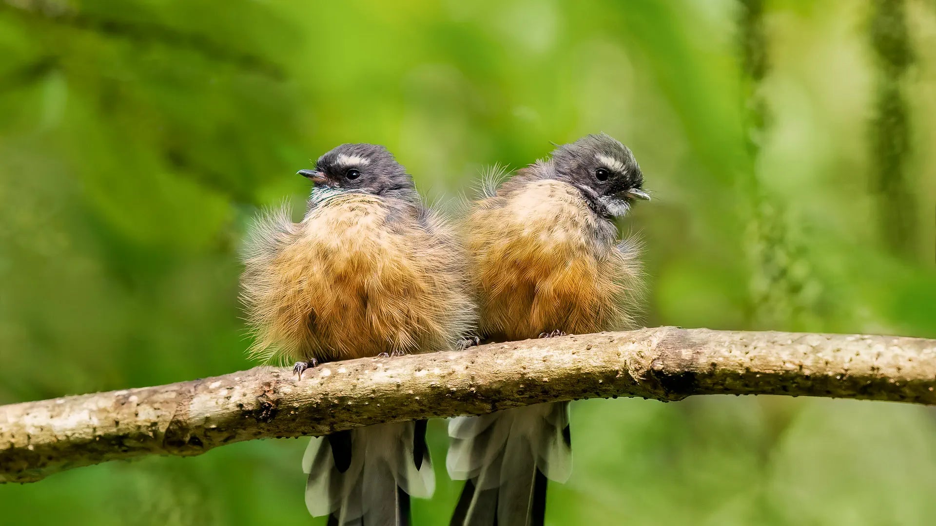 Two cute fantails on a branch