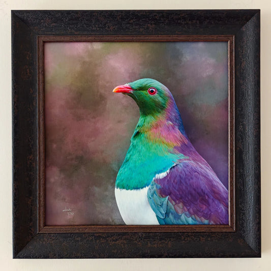 a majestic kereru woodpigeon portrait framed in a rustic frame