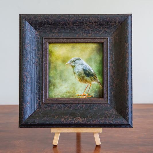 Inquisitive Toutouwai - Framed TinyArt