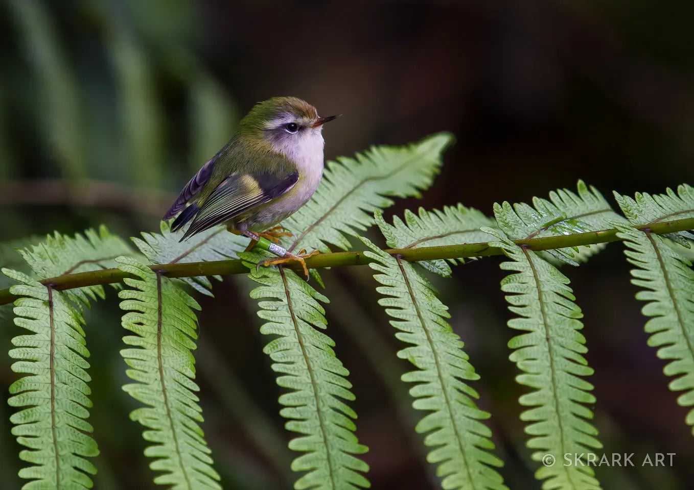 Titipounamu on a mamaku frond