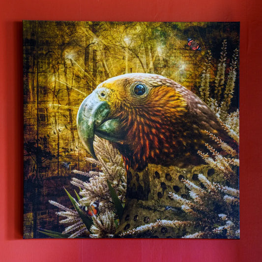 Photograph of a kākā canvas print on a red wall