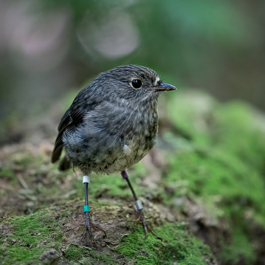 Cute photo of a fledgling toutouwai robin with leg bands