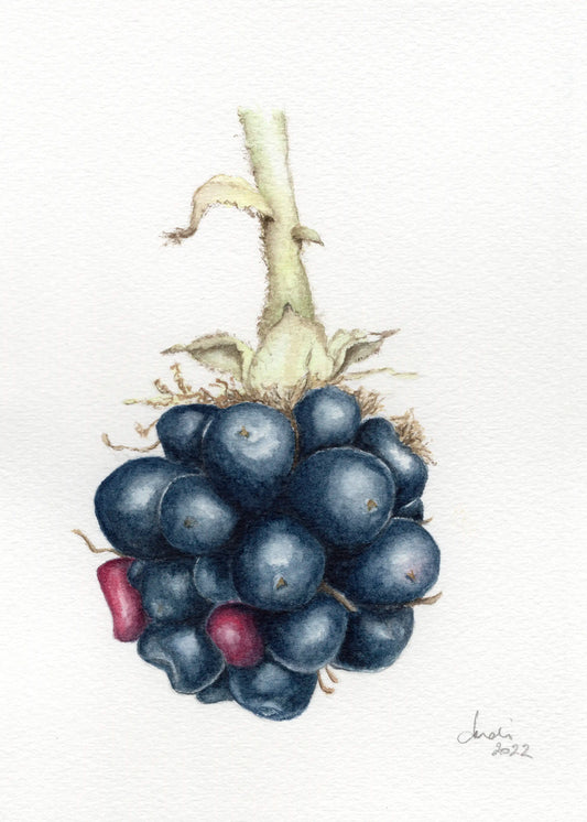 Close-up of the unframed watercolour painting of a blackberry