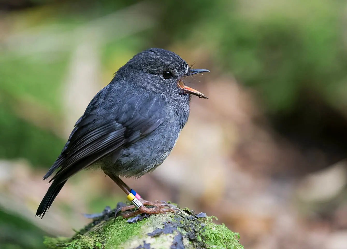 A grey bird with leg bands singing on a mossy stump.
