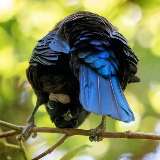 funny photo of a tui bird standing on a branch and peering between its legs at the photographer