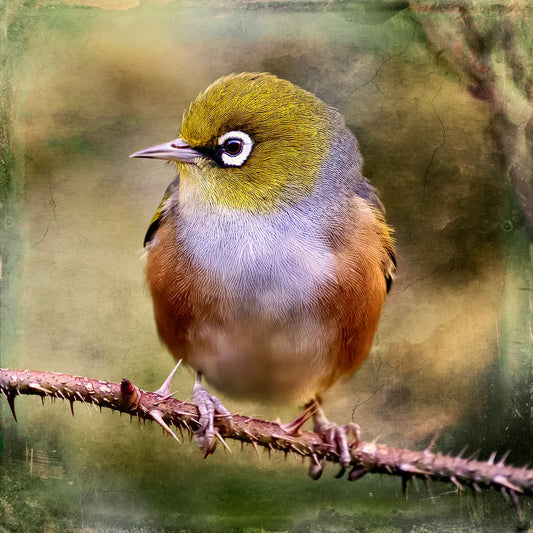 a silvereye or tauhou bird perched on a thorny rose cane