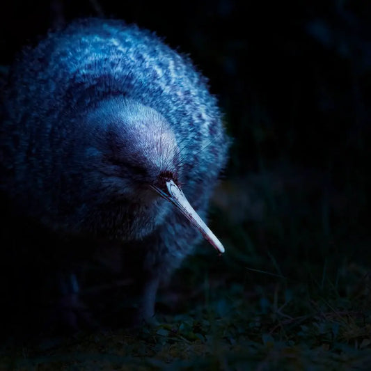 Photograph of a kiwi at night, the moonlight catching its silvery feathers