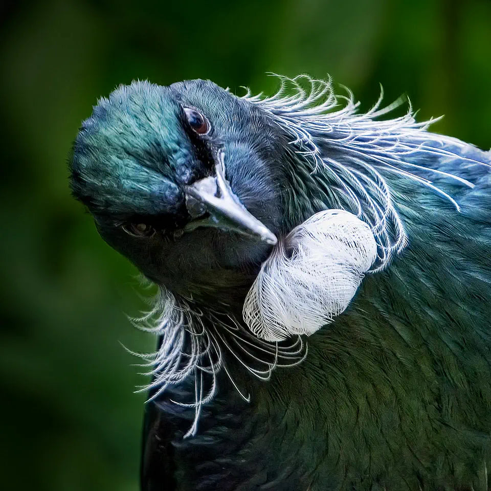 Funny photo of a tui with its head tilted at a quirky angle