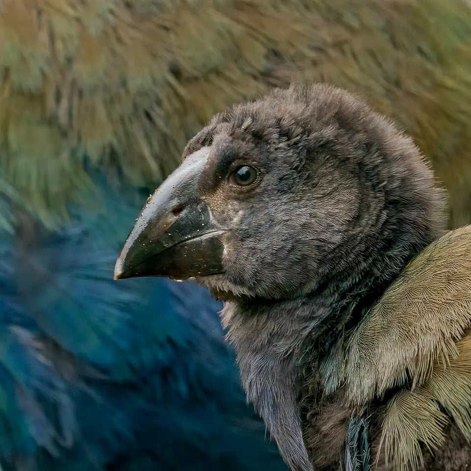 Photo of a baby takahe against it's parents feathery flanks