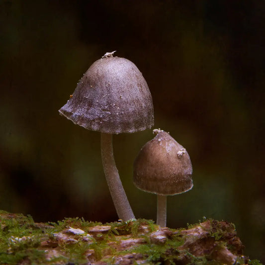 Photo of two mushrooms that look like a big sister looking after a baby brother