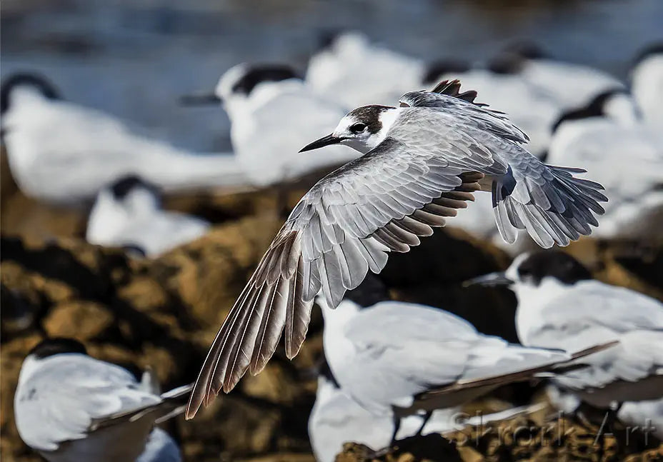 Tern coming into land, wings spread, into a colony of birds