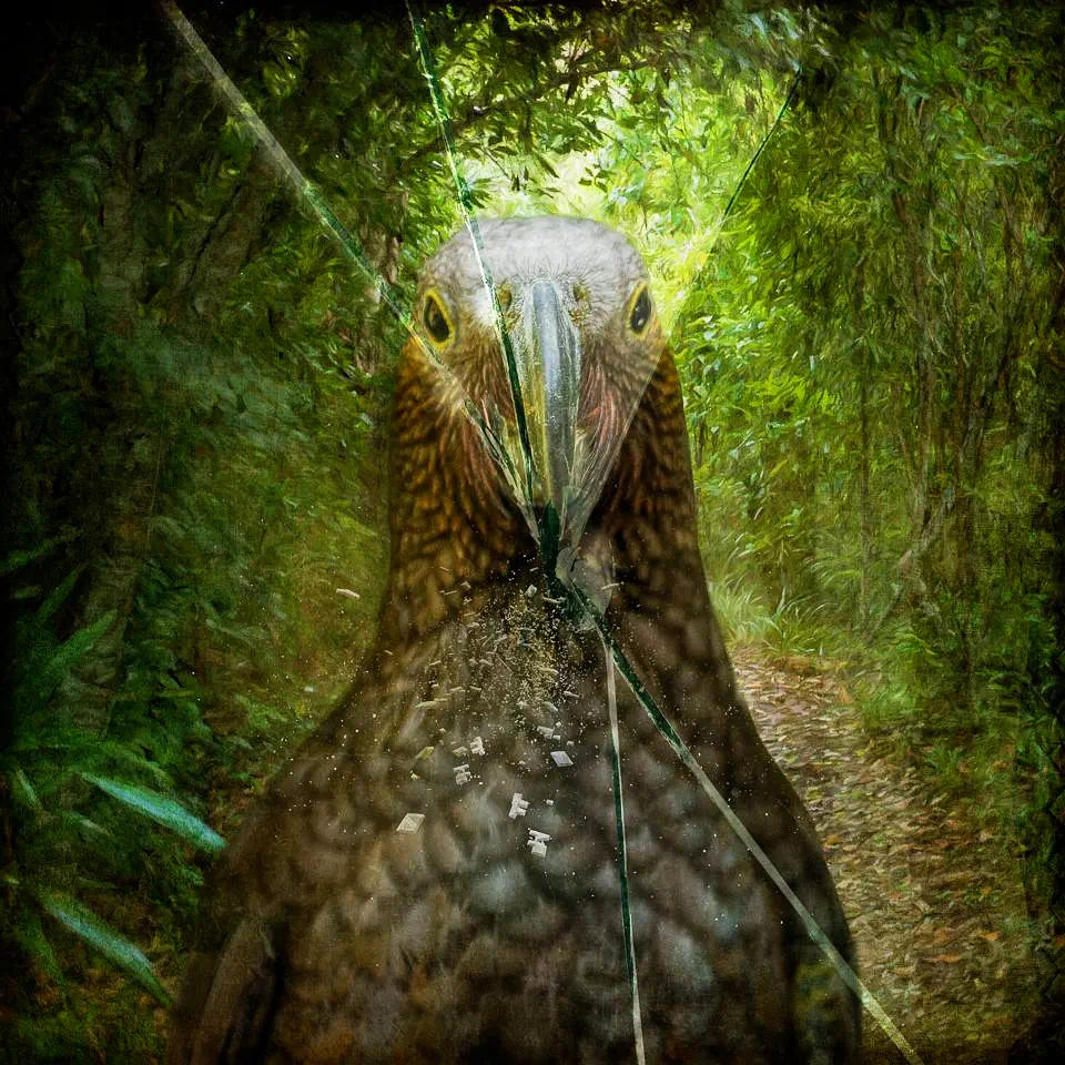 Artwork of a kaka parrot on a forest path using its beak to break through a glass pane