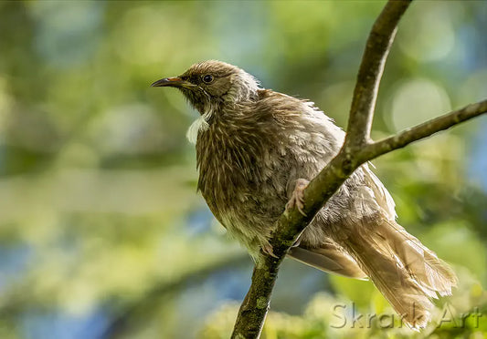 Photo of a brown and grey tui on a branch