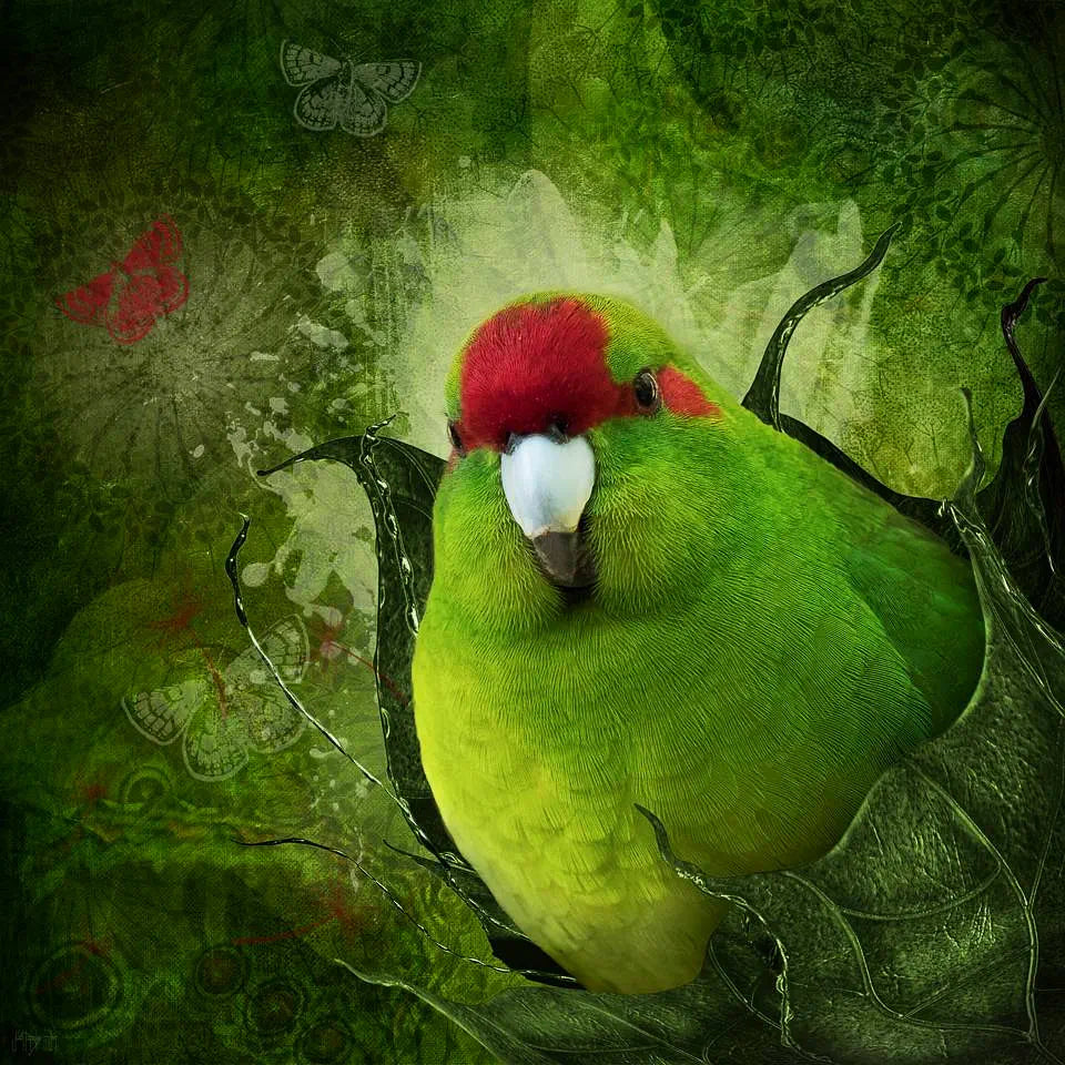 Artwork of a green kakariki with red crown