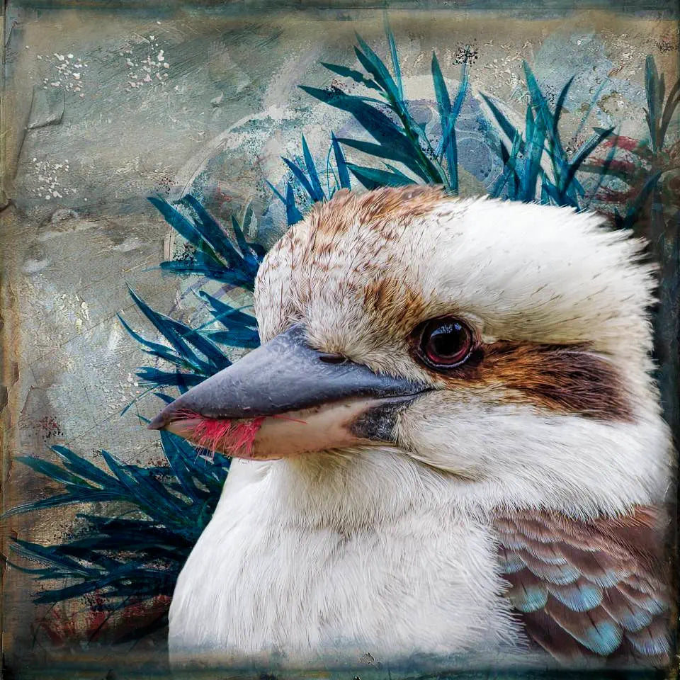Artwork of a kookaburra eating a bottlebrush flower