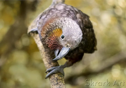 a kaka parrot perched on a branch approaches the photographer curiously