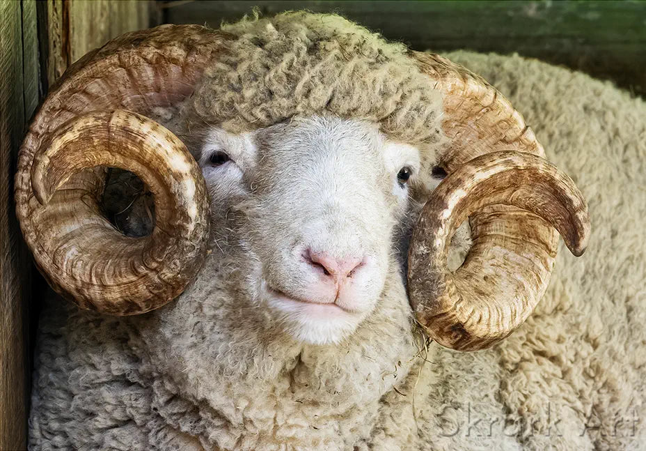 close up of a sheep with curly horns