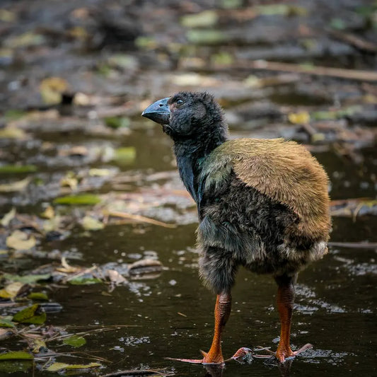 Photo of a baby takahe looking up while standing on a mud flat