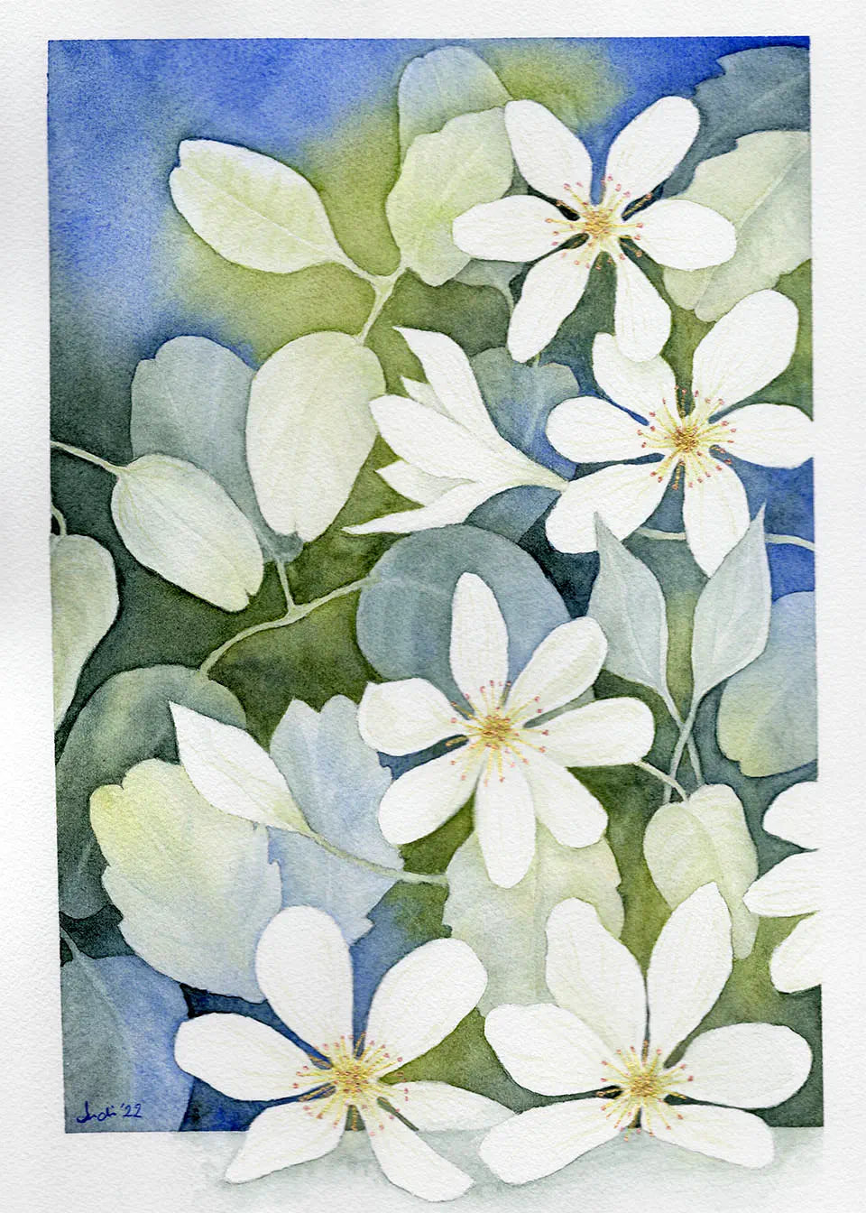 Watercolour painting of clematis flowers in blue and green with touches of gold